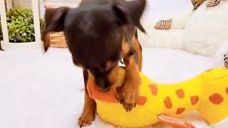 ミニチュアピンシャーの動画02