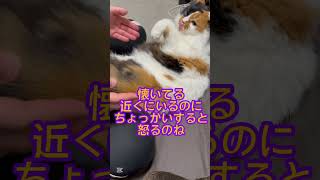 猫パンチ百裂拳！#shorts #cat #威嚇 #猫様 #猫 #ねこ