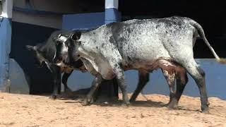 Vídeo 68 - 1ª ETAPA MEGA LIQUIDAÇÃO TOTAL AGROPECUÁRIA MARAJOARA - DIA 4 | GADO GIROLANDO E HOLANDÊS