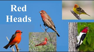 Download lagu Burung apa saja yang memiliki kepala merah? mp3 Download lagu Burung apa saja yang memiliki kepala merah? mp3
