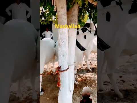 Eid UL azah #animals #eiduladha20234 #cow