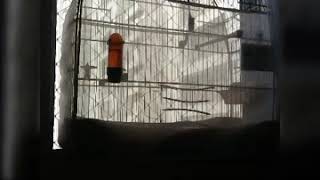 CRIADOURO BARCELONA - temporada 17/18 - pardo 145633
