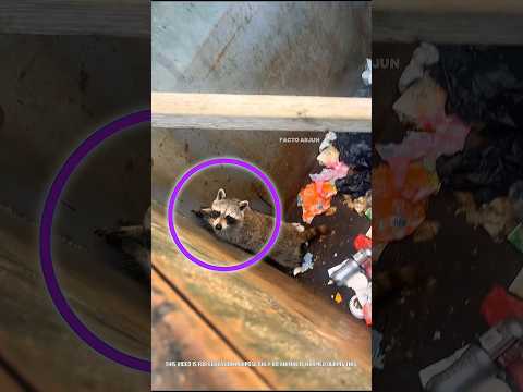 Otter 🦦 family got stuck in the dustbin 😔 | No help