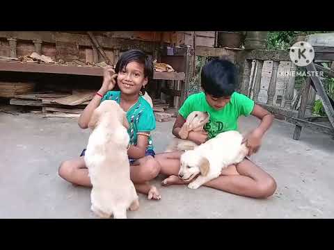 golden retriever dog?debashis mojumdar: viral videos
