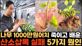 산소삽목 실패 5가지 이유, 1000만원어치 나무 죽이고 배웠습니다.