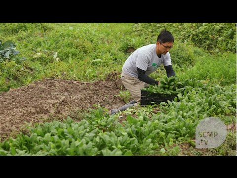 香港有機蔬菜種植全紀錄：本地農場由播種到收成