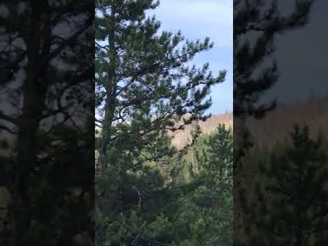 Johnson Creek Idaho 3U2, Cessna 182D