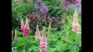 Sunday Morning Garden Stroll  5/26/24