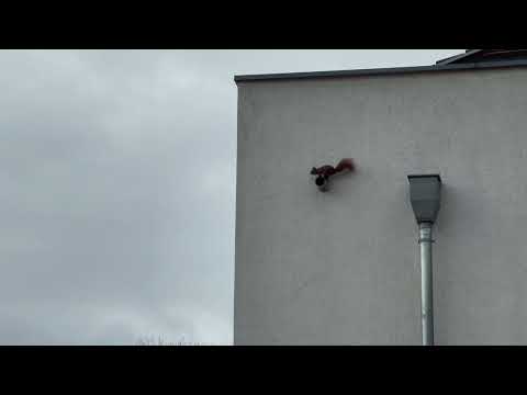 Eichhörnchen klettert eine Hauswand hoch - Squirrel climbs a house wall