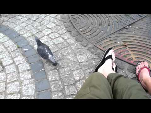 A hungry pigeon.