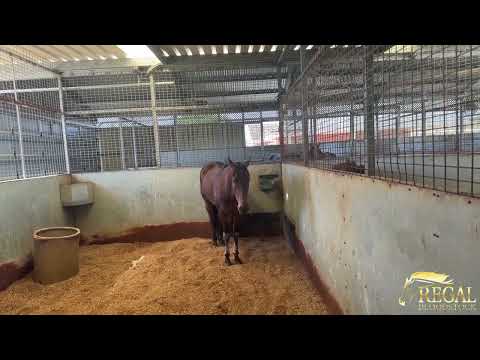 Regal Ripper Update I 120825