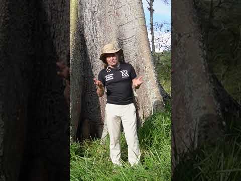 EL GIGANTE DE 300 AÑOS 🌳 en  #lapalmacundinamarca Vereda Cuaque
