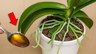 Pour 1 spoon! The Weakest Orchid Immediately Becomes as Strong as a Buffalo