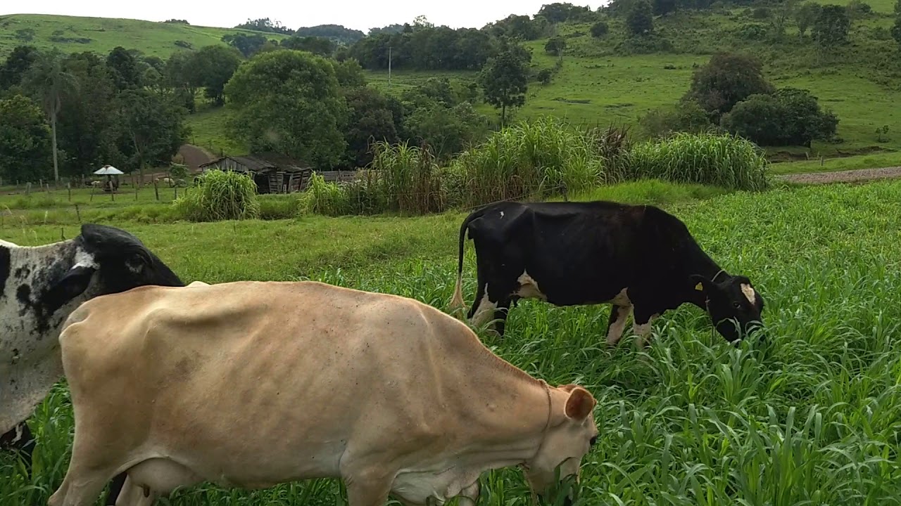 Milheto ANM 25 em pastejo rotacionado.