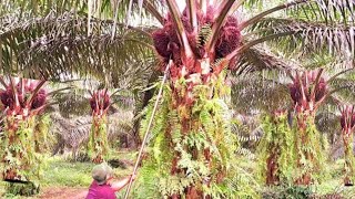 Download lagu INILAH PANEN SAWIT BIBIT UNGGUL ASLI BUAH TURUN BERTUBI TUBI mp3