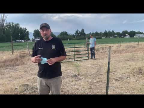 Wagyu Heifers.... Bill of Sale.... Brand Inspection...