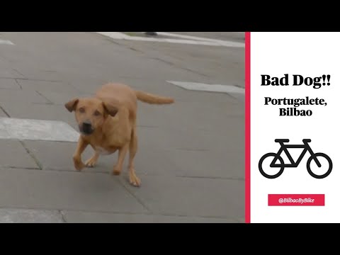 Why did this dog attack??? Portugalete, Bilbao