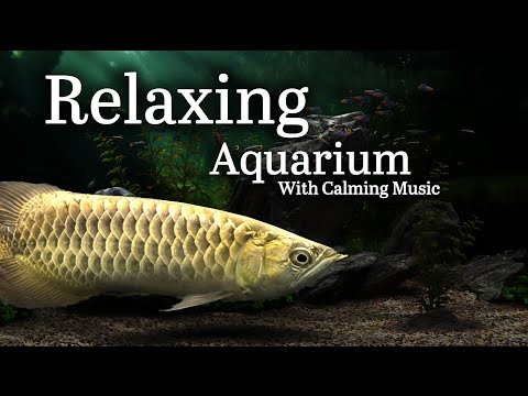 Dream Aquarium COOL Fish Swimming