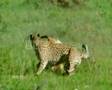 Big Cats My Soul Pleads For You