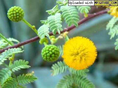 Mimosa - Minh Châu
