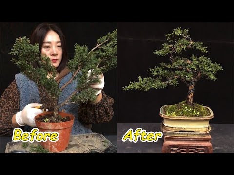 How to bend a bonsai - great bonsai bending skills #34