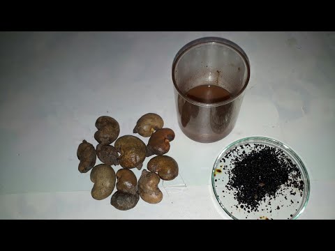 download lagu mp3 mp4 How To Make Cashew Oil At Home, download lagu How To Make Cashew Oil At Home gratis, unduh video klip How To Make Cashew Oil At Home