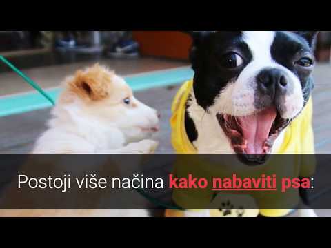 Da Li Udomiti Ili Kupiti Psa? Kucni Ljubimci TV