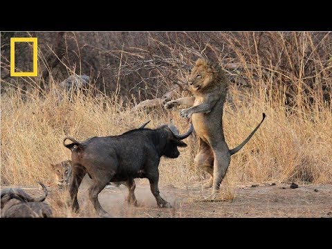 National Geographic | Lion vs Buffalo  | Nat Geo Documentary