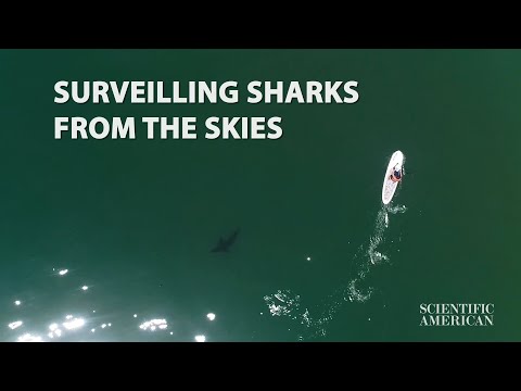 科学用无人机捕捉大白鲨和泳客之间的近距离接触（Science Captures Close Encounters Between Great White Sharks and Beachgoers With Drones）