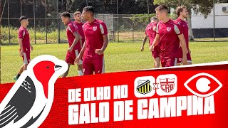 DE OLHO NO GALO DE CAMPINA - NOVORIZONTINO X CRB