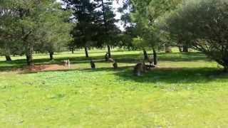 preview picture of video 'Kangaroos spotted on golf course in Seymour Australia'