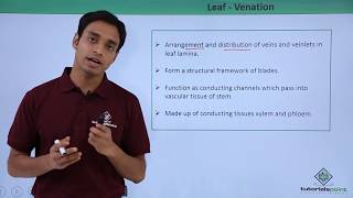 Class 11th – Leaf – Venation | Morphology of Flowering Plants | Tutorials Point