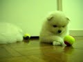 my POMERANIANS playing with super small tennis balls 