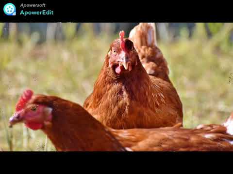 Kwartet warszawski - Gdybym był hodowcą drobiu