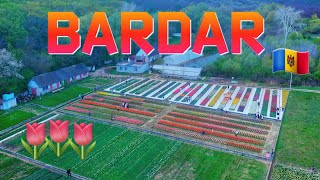 Download lagu Tulips in Bardar | Moldova mp3