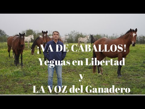 ⭐️¡VA DE CABALLOS!Yeguas en Libertad y la Voz del Ganadero