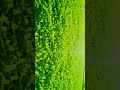 Farming Stutus Shorts Agriculture Kisaani Farming Khetibadi Moong Short Farmingstatus