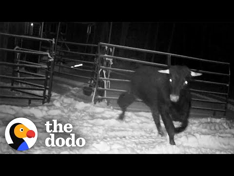 Un poliziotto passa 8 mesi a cercare di catturare un Beefalo fuggito | The Dodo Comeback Kids