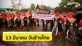 วังช้างอยุธยา แล เพนียด จัดกิจกรรมเลี้ยงอาหารช้าง 70 เชือก เนื่องในวันช้างไทย l Socialbuzz