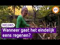 Last van droogte in de tuin? Tips van een hovenier