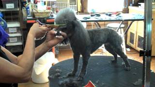 Grooming a poodle at Alpha Dog Professional Grooming Irmo, SC