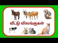 வீட்டு விலங்குகள் Veetu Vilangugal Bets In Tamil Bets