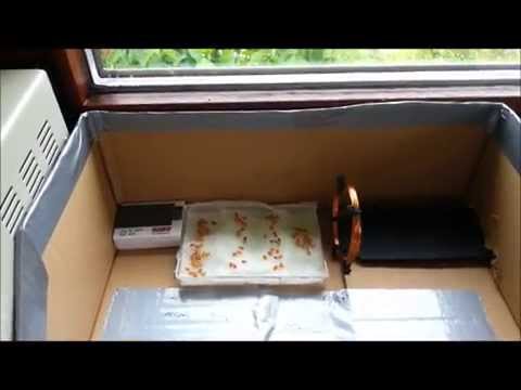 Tag 1 Reaktion von EMPs auf Pflanzen