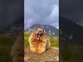Screaming Beavers Squirrel