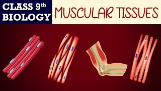#Tissues part-10 (Animated) | Muscular TISSUES | CBSE CLASS 9 | Biology Chapter-6 | NCERT Science
