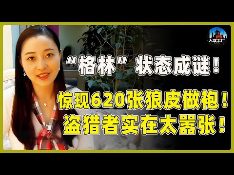 &ldquo;格林&rdquo;生存状态成谜！当地惊现620张狼皮所制的皮袍！盗猎者实在太嚣张！#重返狼群 #李微漪 #马未都#许子东#尹烨#圆桌派 #圆桌派第八季 #格林