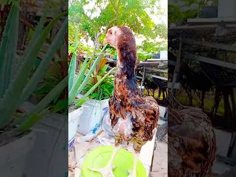 Criatorio ig tio San Pindoretama Ceará formando aos poucos