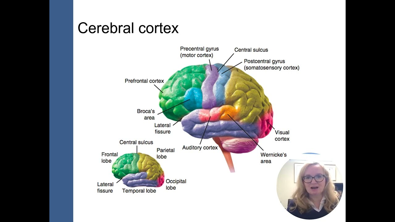 Cognitive Processes Chapter 2: The Brain