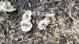 小花伞太凶了，那么干还能生出来