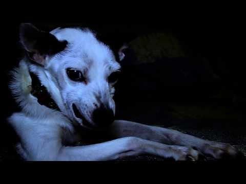 CREEPER (Official Video) Danny Weed and Nick Cage :- RISKY ROADZ ROOTZ Episode 1